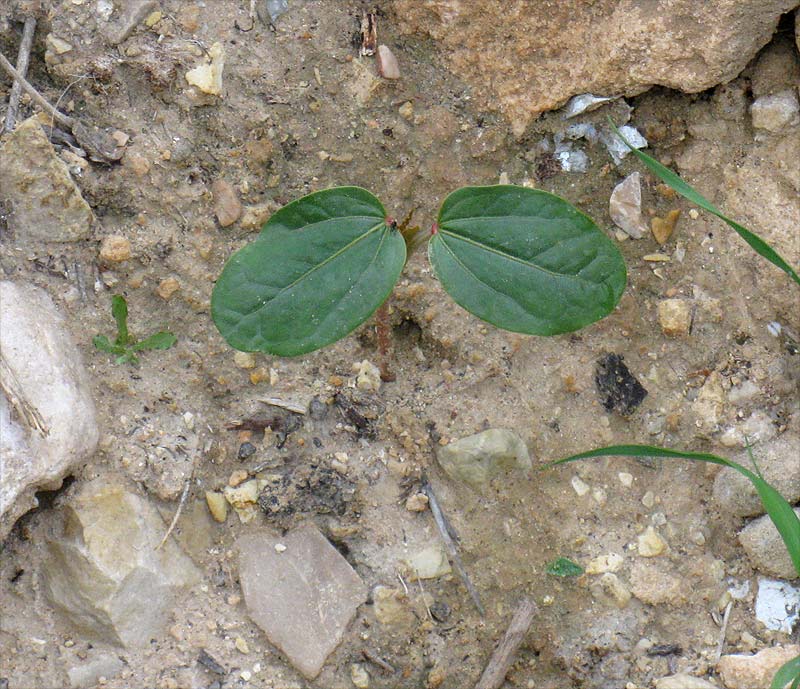 Image of Ricinus communis specimen.