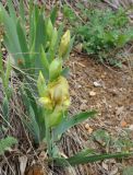 Iris imbricata. Цветущее растение. Нагорный Карабах, Шаумянский р-н, ущелье р. Тартар. 09.05.2013.