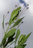 Baccharis halimifolia