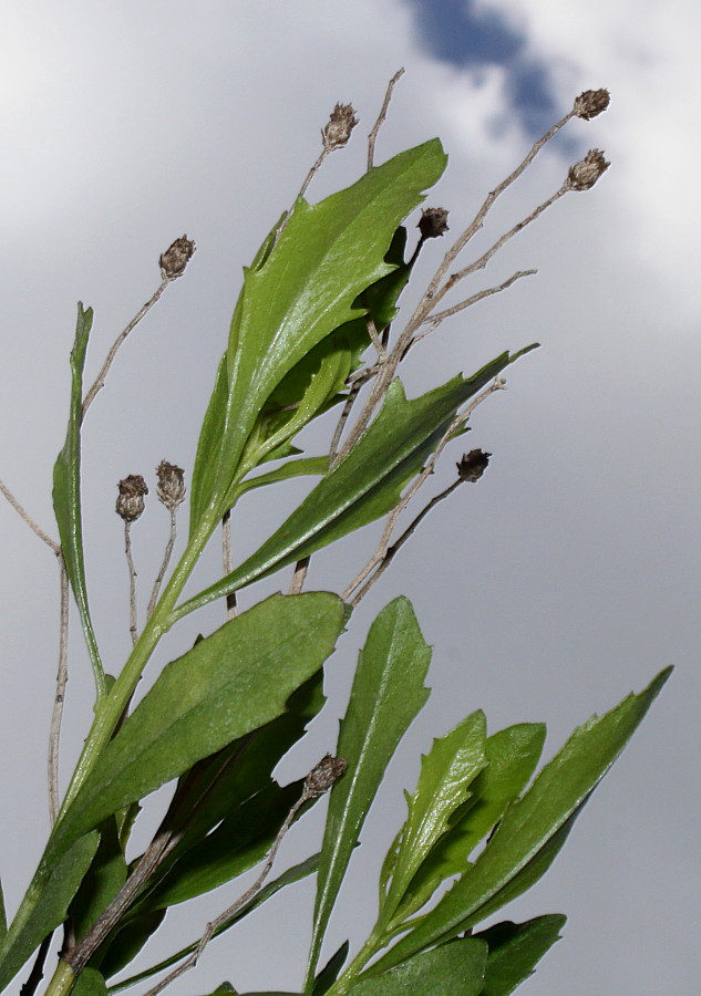 Image of Baccharis halimifolia specimen.