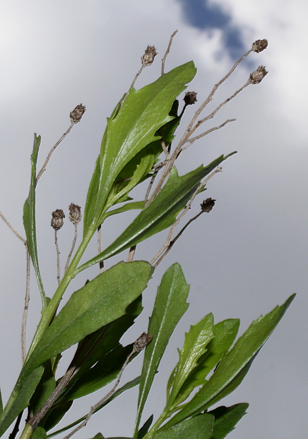 Изображение особи Baccharis halimifolia.