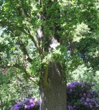 Quercus robur f. fastigiata