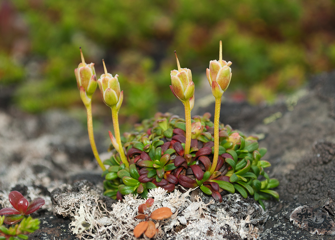 Image of Diapensia lapponica specimen.