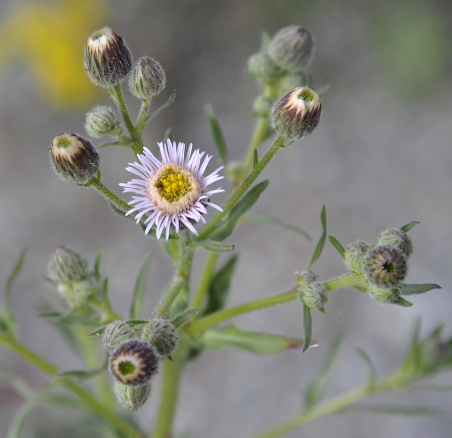 Image of Erigeron acris specimen.