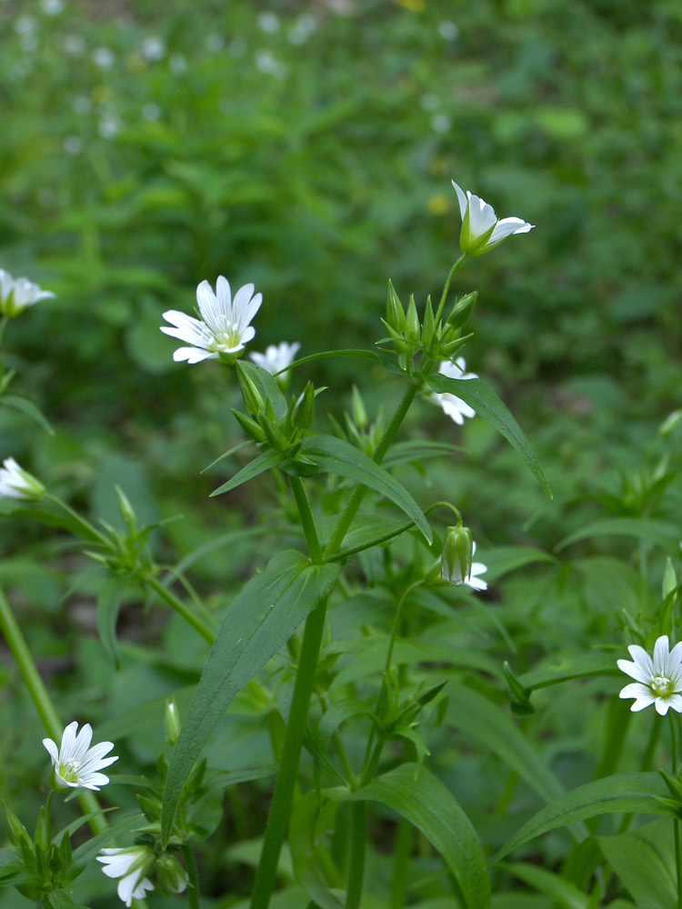 Image of Cerastium holosteum specimen.