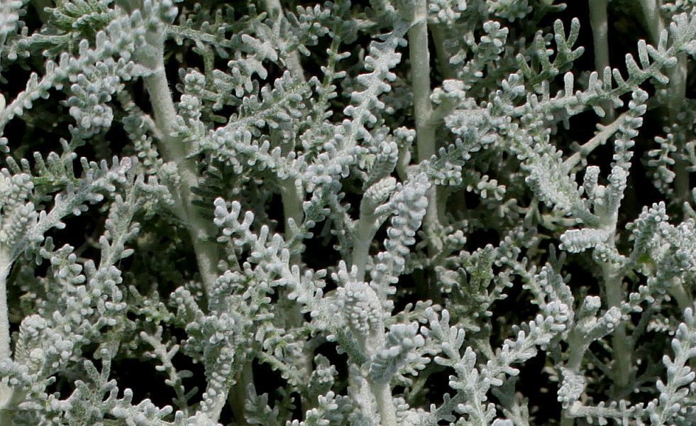 Image of Santolina chamaecyparissus specimen.