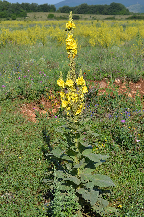Image of Verbascum phlomoides specimen.