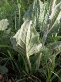 Ligularia narynensis