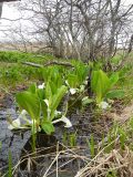 Lysichiton camtschatcensis