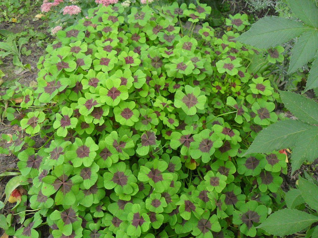 Изображение особи Oxalis tetraphylla.