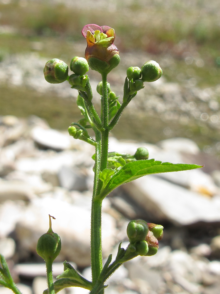 Изображение особи Scrophularia scopolii.