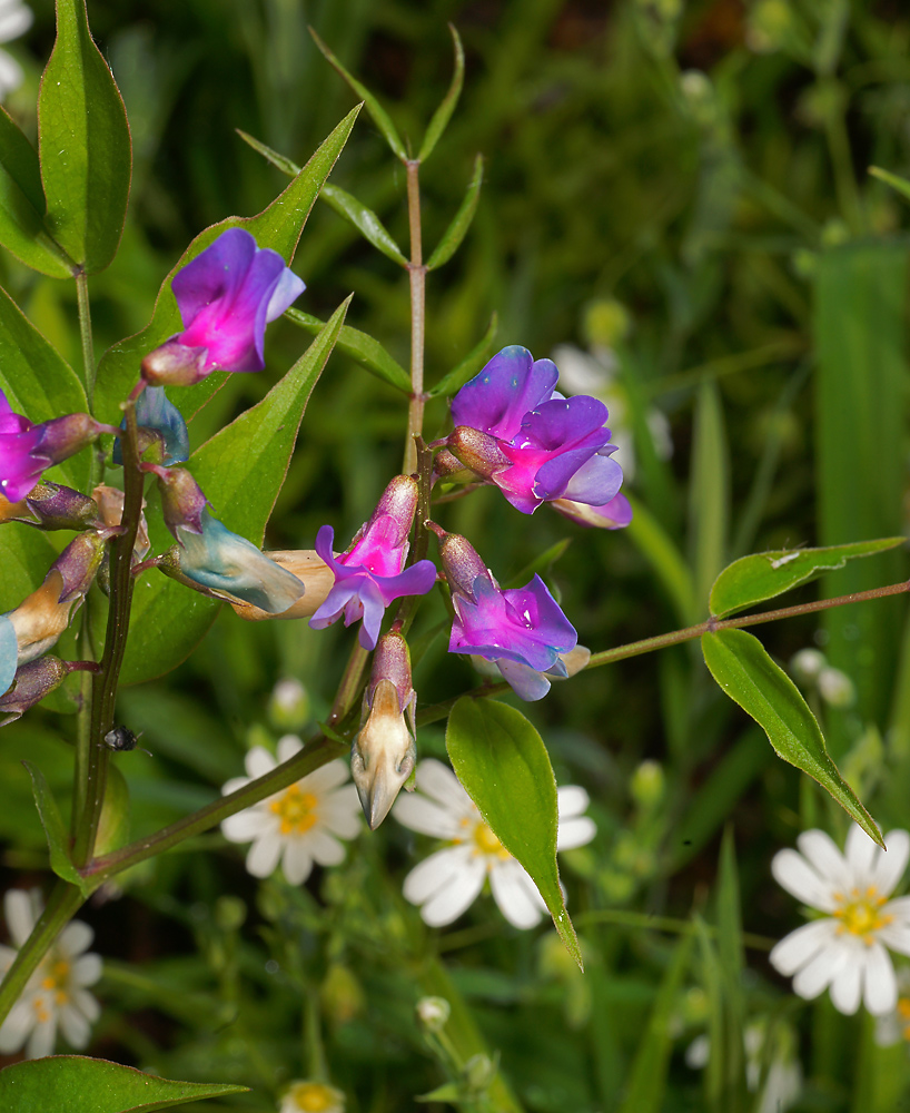 Изображение особи Lathyrus vernus.