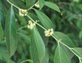 Suregada multiflora