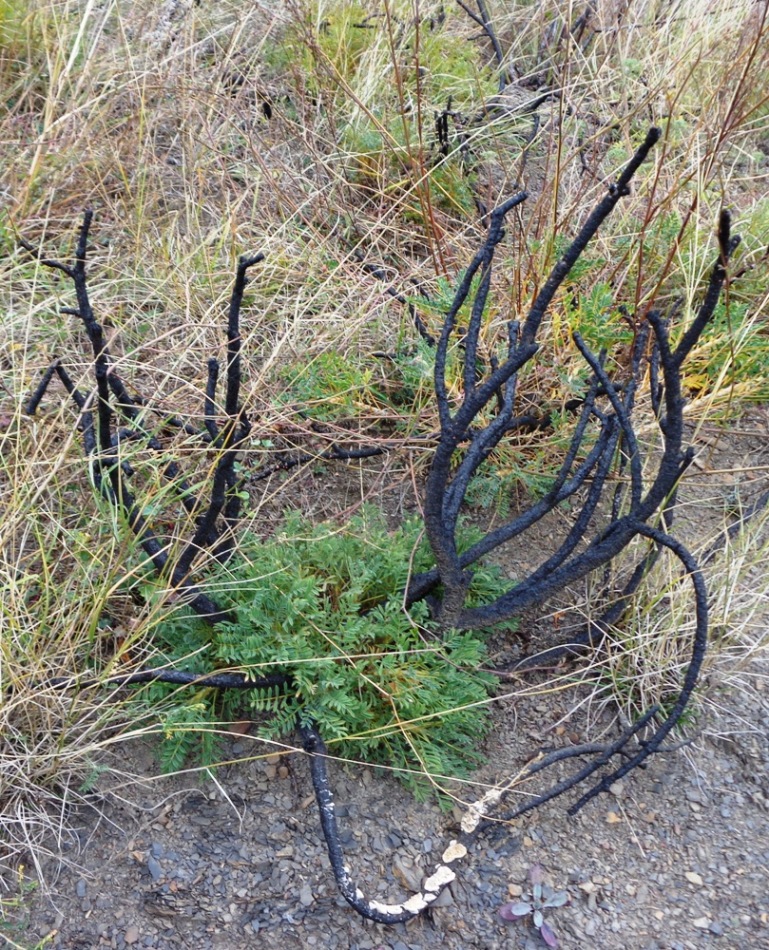 Image of Astragalus denudatus specimen.