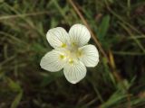 Parnassia palustris