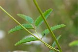 Sanguisorba officinalis. Листья. Кольский п-ов, Терский берег Белого моря, приморский луг. 08.08.2013.