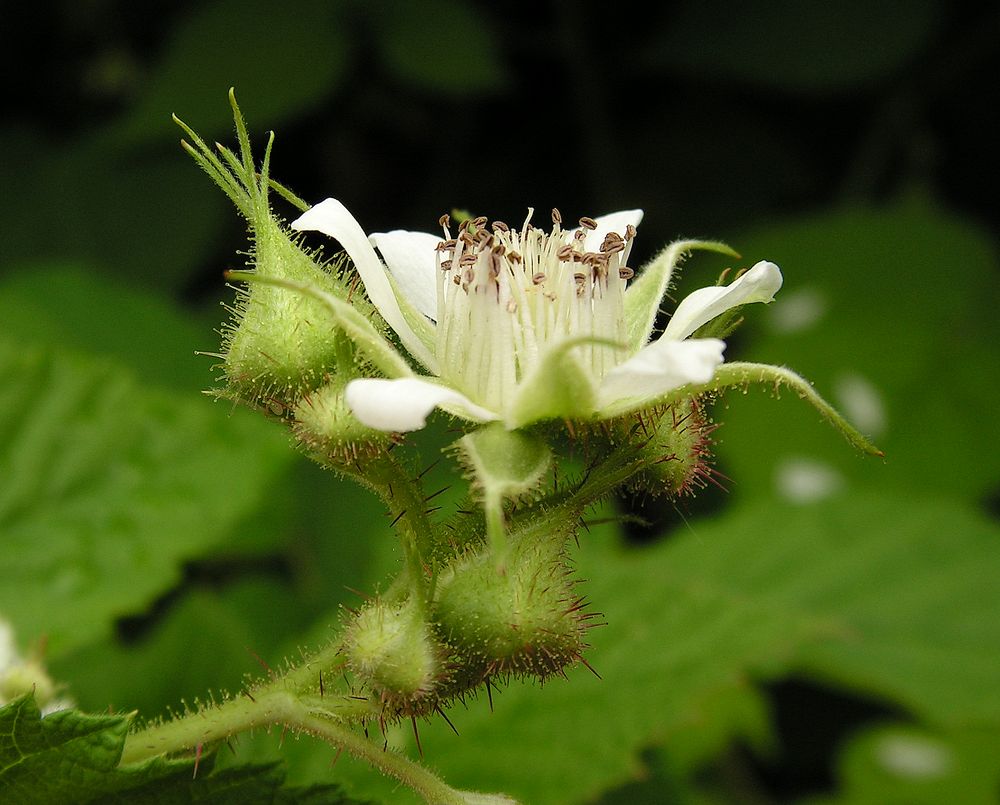 Изображение особи Rubus matsumuranus.