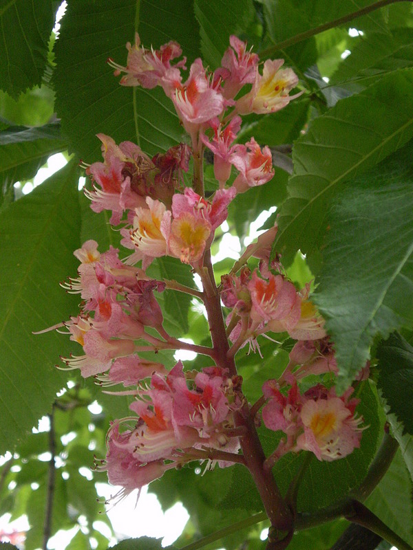 Image of Aesculus &times; carnea specimen.