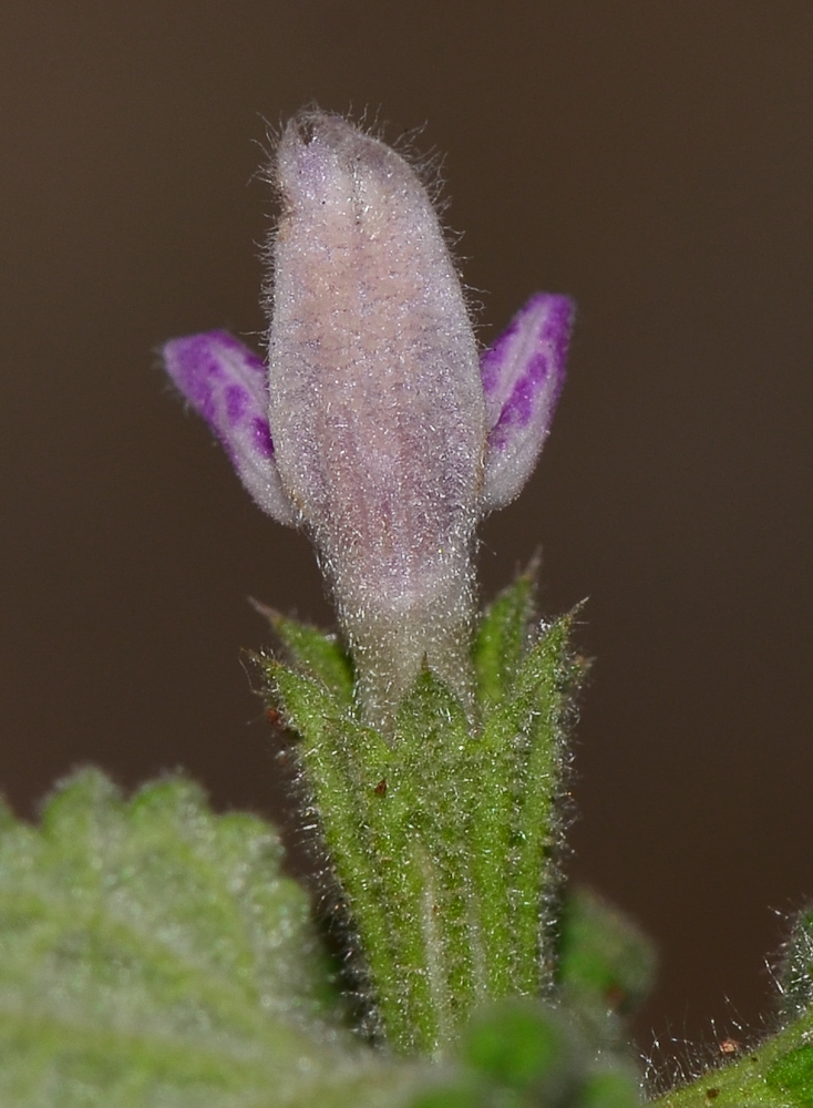 Image of Ballota saxatilis specimen.