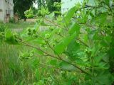Arctium minus