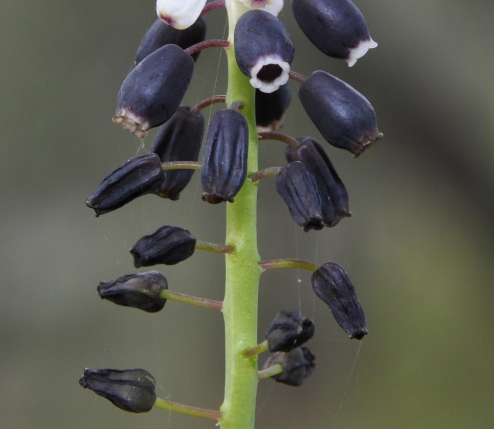 Изображение особи Muscari pulchellum.