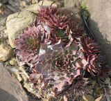 род Sempervivum. Вегетирующие растения. Германия, г. Дюссельдорф, Ботанический сад университета. 02.03.2014.
