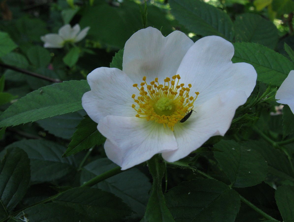 Image of genus Rosa specimen.