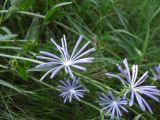 Cichorium intybus