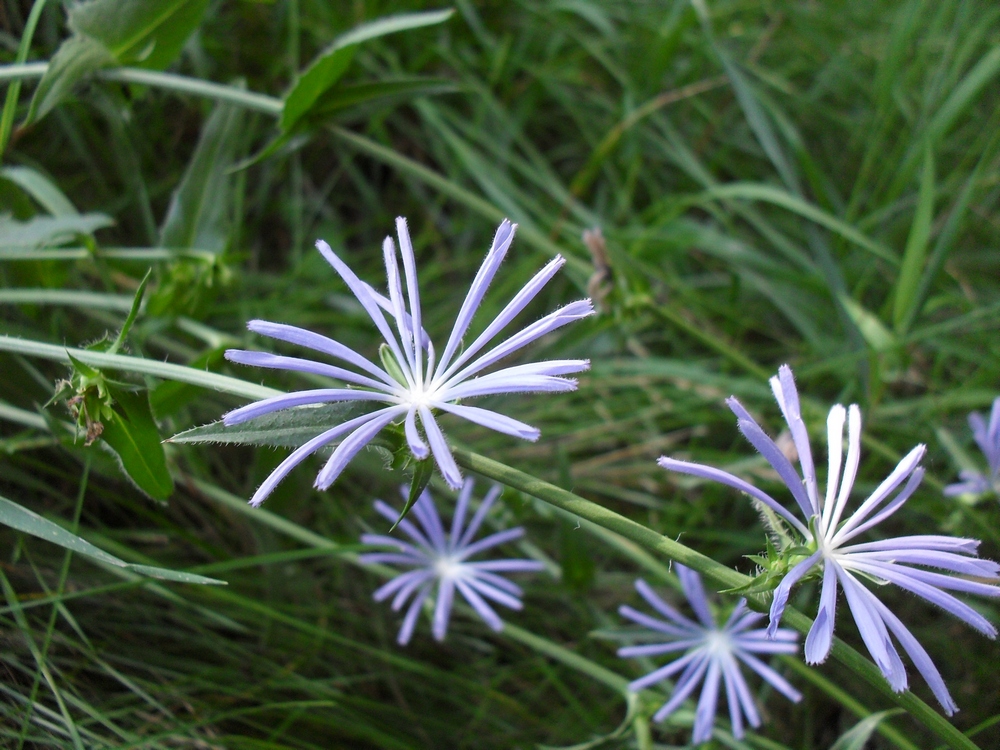 Image of Cichorium intybus specimen.