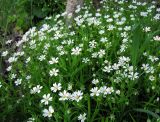Stellaria holostea