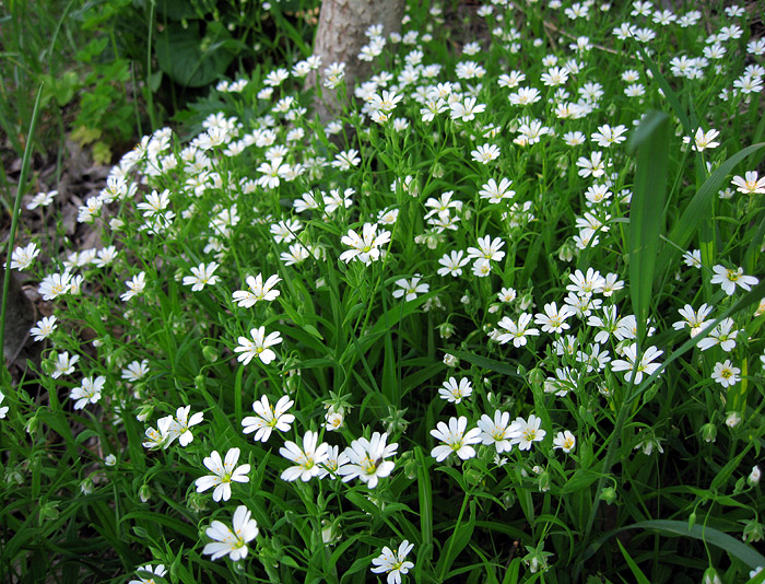 Изображение особи Stellaria holostea.