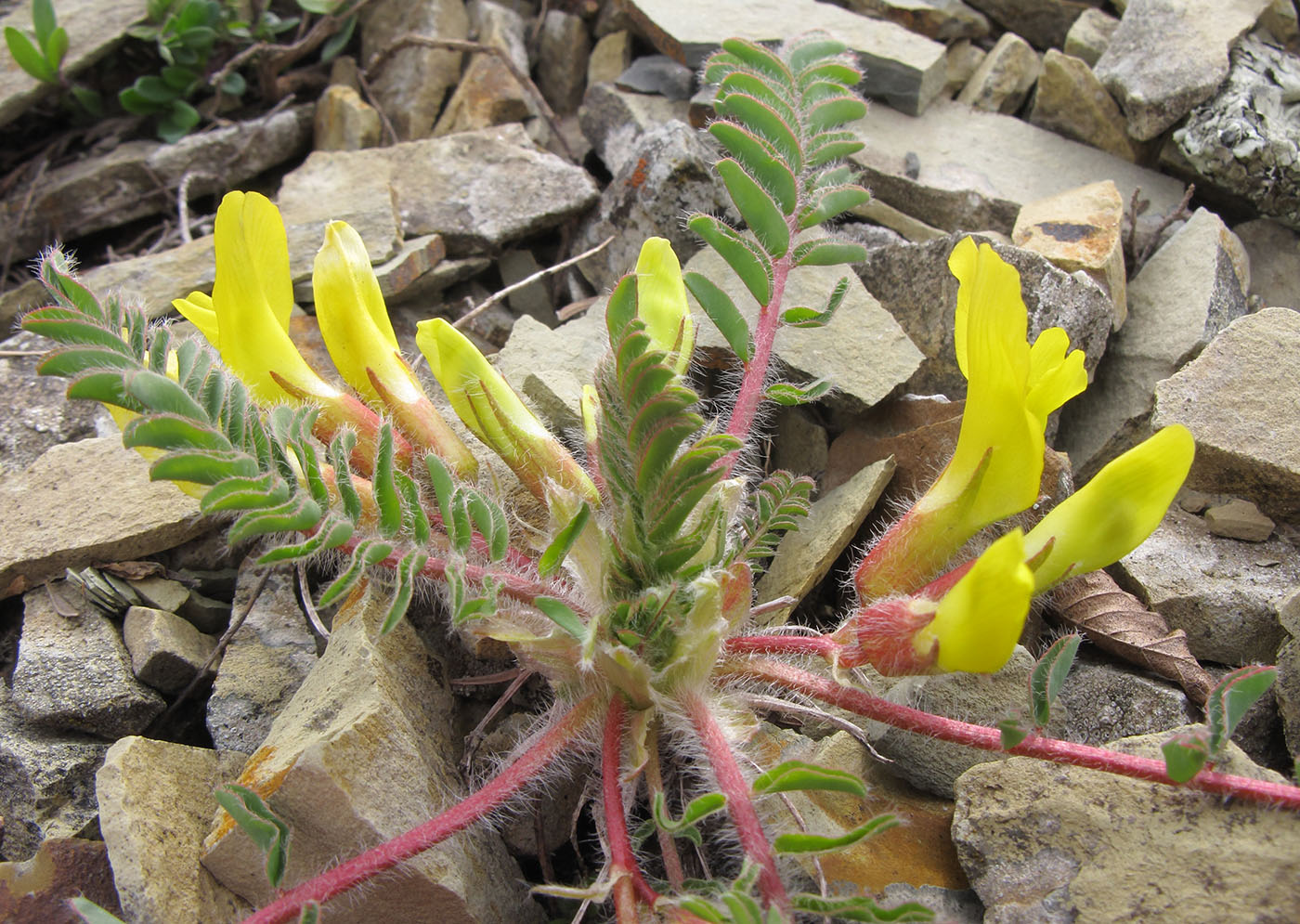 Изображение особи Astragalus utriger.