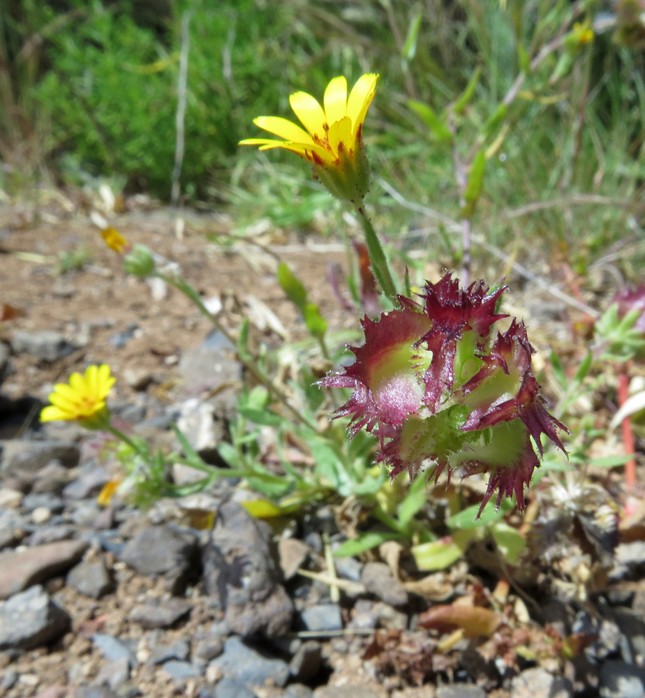 Image of Calendula arvensis specimen.