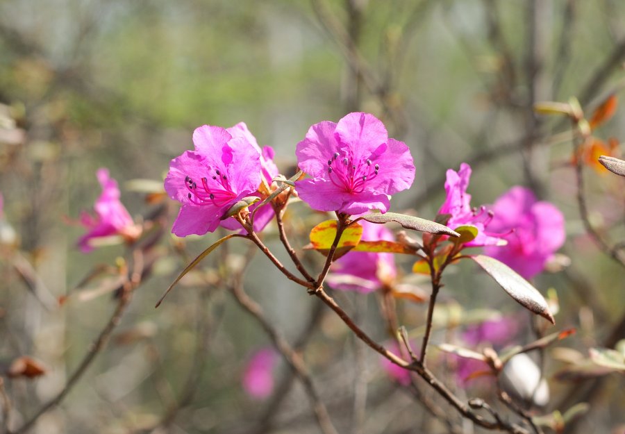 Изображение особи Rhododendron sichotense.