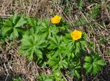 Trollius ranunculinus. Цветущее растение. Краснодарский край, Апшеронский р-н, окр. пос. Мезмай, гора Зауда. 30.04.2014.