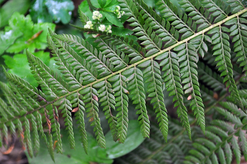 Image of Polystichum aculeatum specimen.