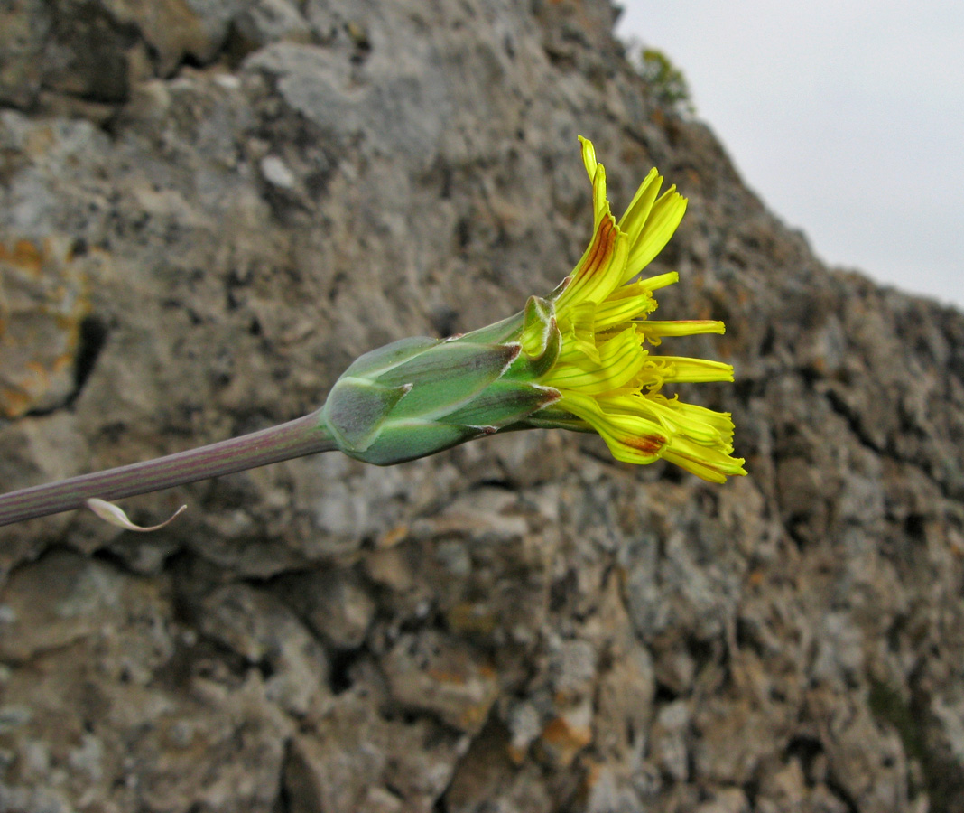 Image of Scorzonera crispa specimen.