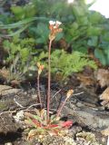 Androsace septentrionalis
