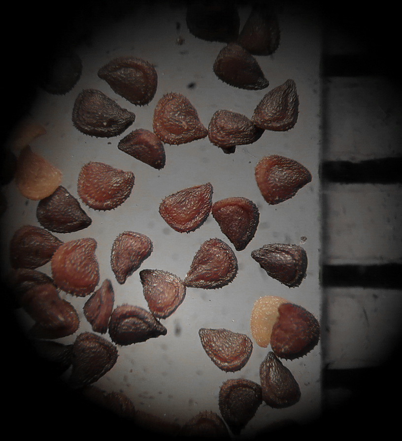 Image of Spergularia rubra specimen.