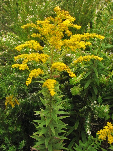 Изображение особи Solidago altissima.