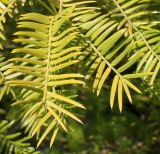 Torreya nucifera