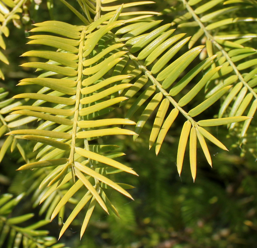 Изображение особи Torreya nucifera.