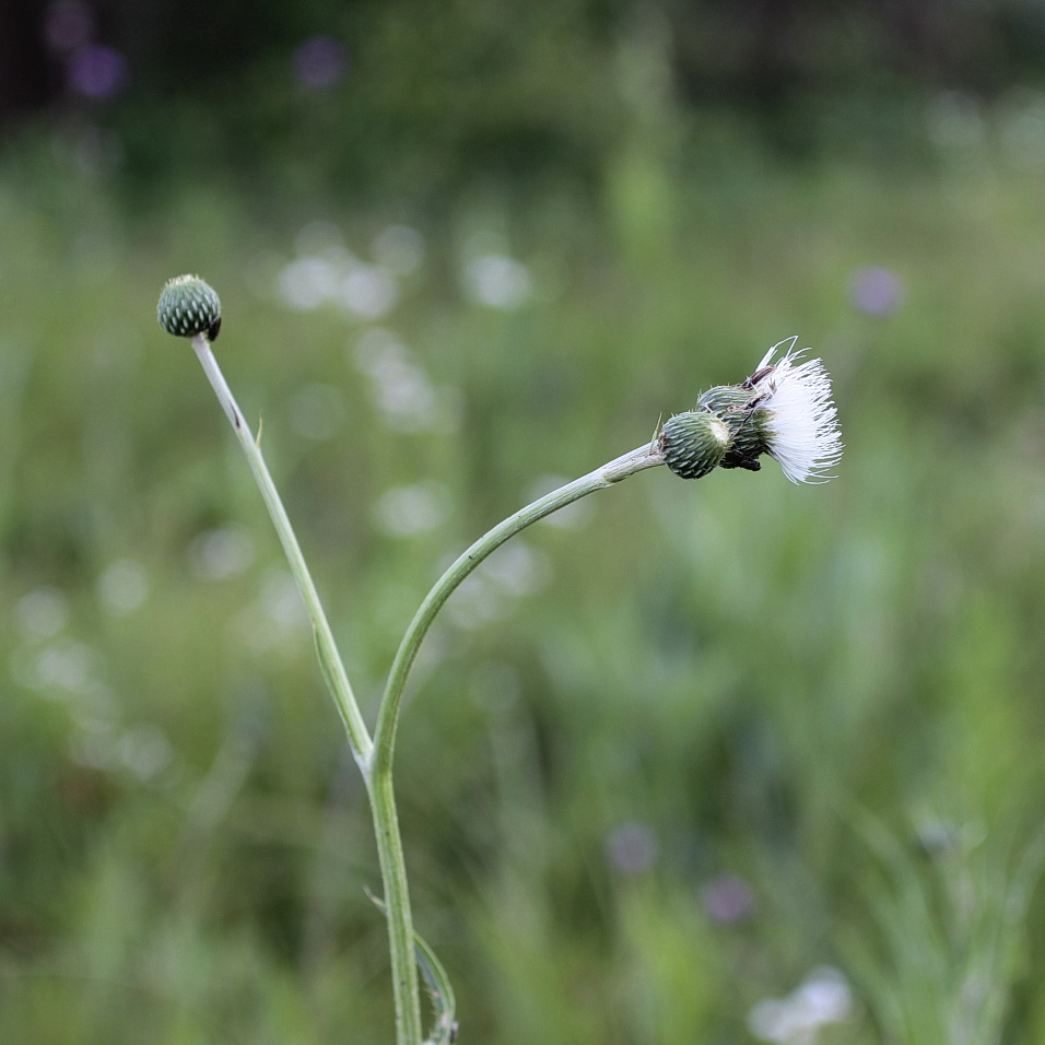 Image of Cirsium canum specimen.