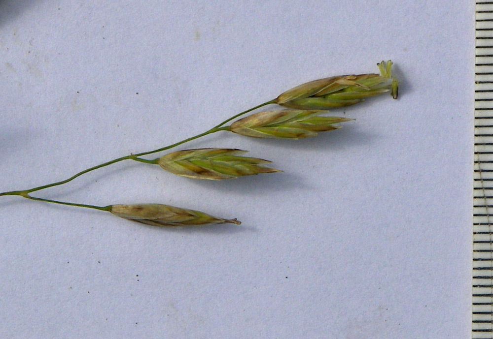 Image of Festuca sclerophylla specimen.
