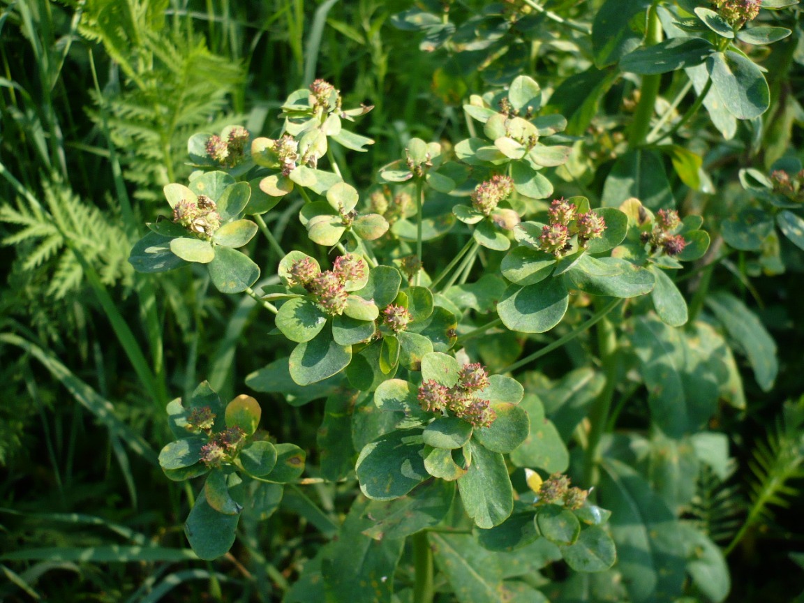 Изображение особи Euphorbia pilosa.