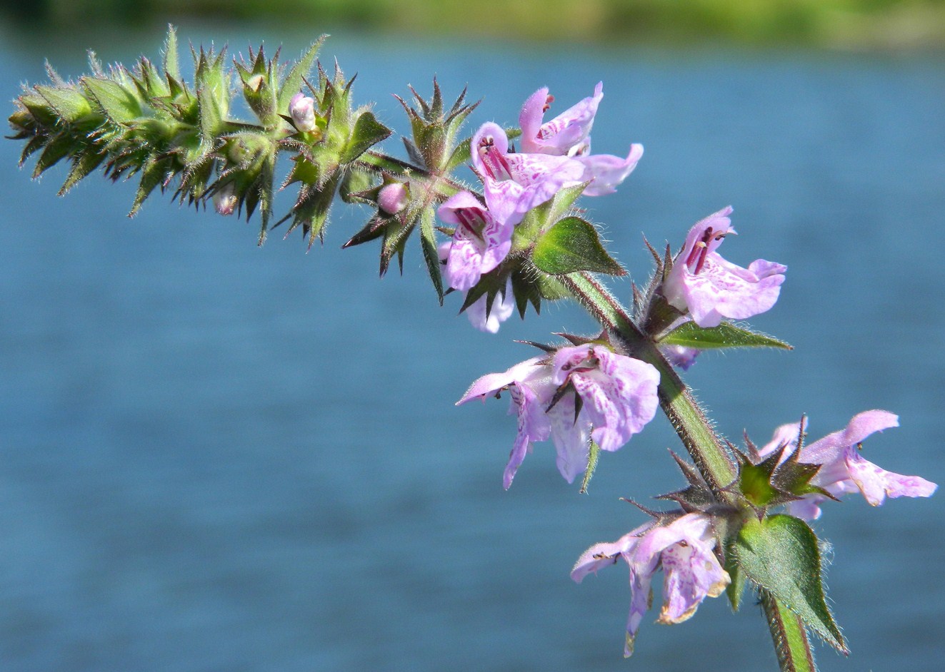 Изображение особи Stachys palustris.