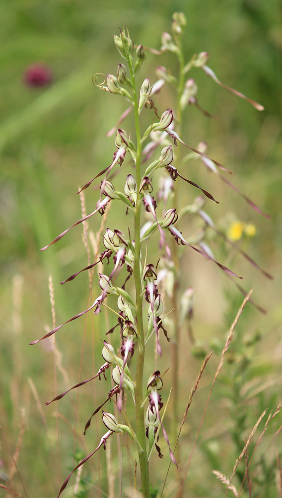 Image of Himantoglossum caprinum specimen.