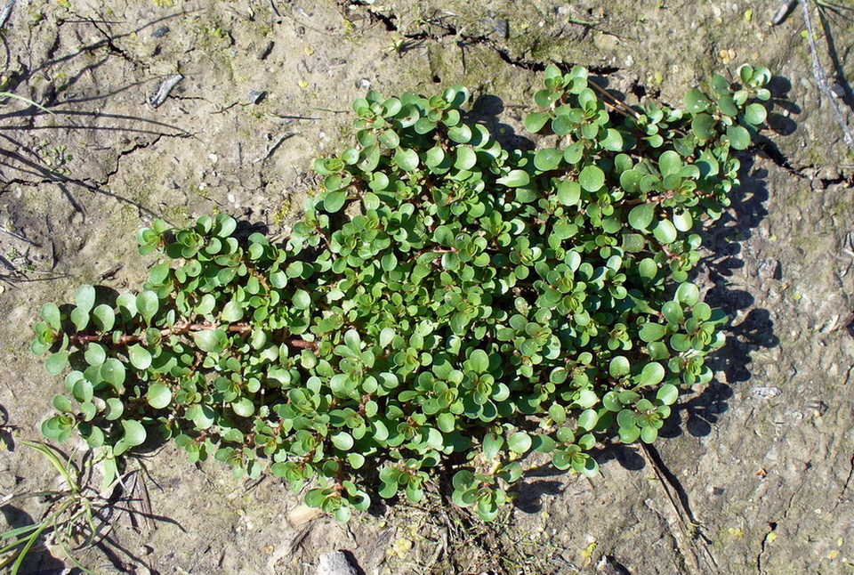 Image of Peplis portula specimen.