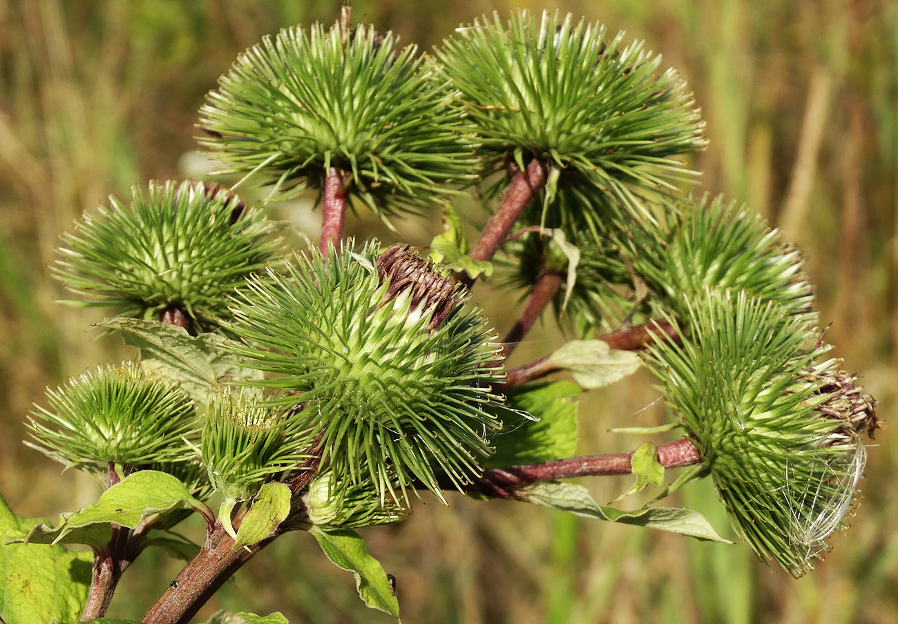 Изображение особи Arctium lappa.