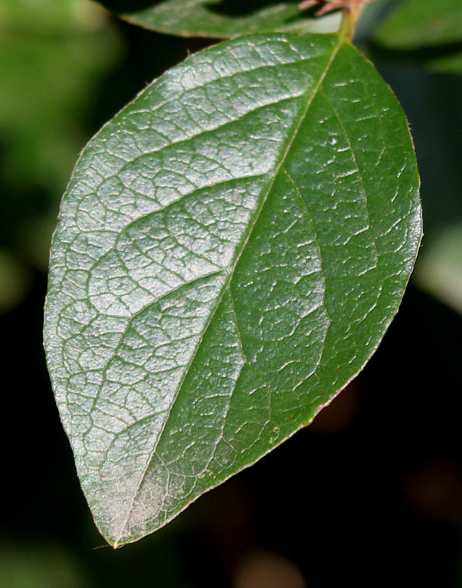 Image of Cotoneaster lucidus specimen.